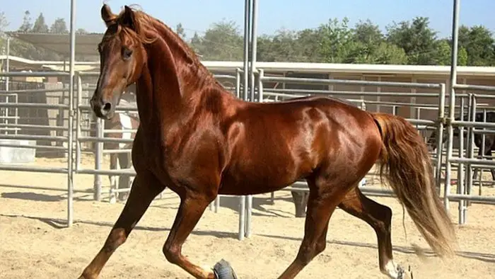 Horse Breeds- American Saddlebred
