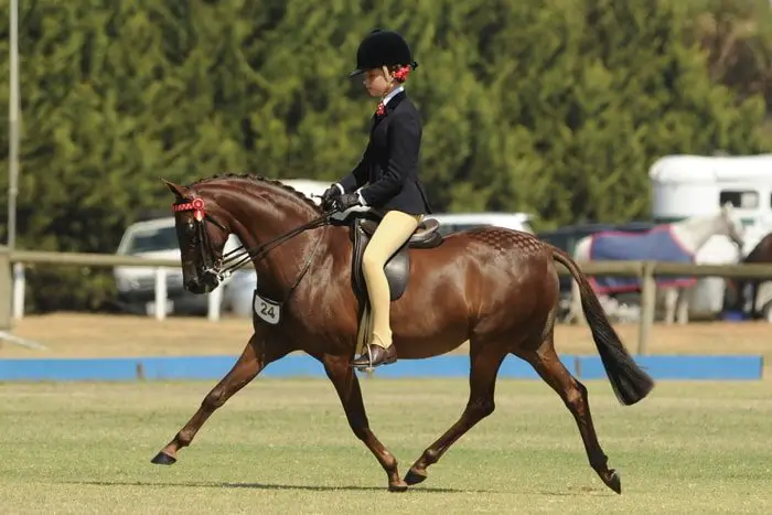 Horse Breeds- Australian Riding Pony