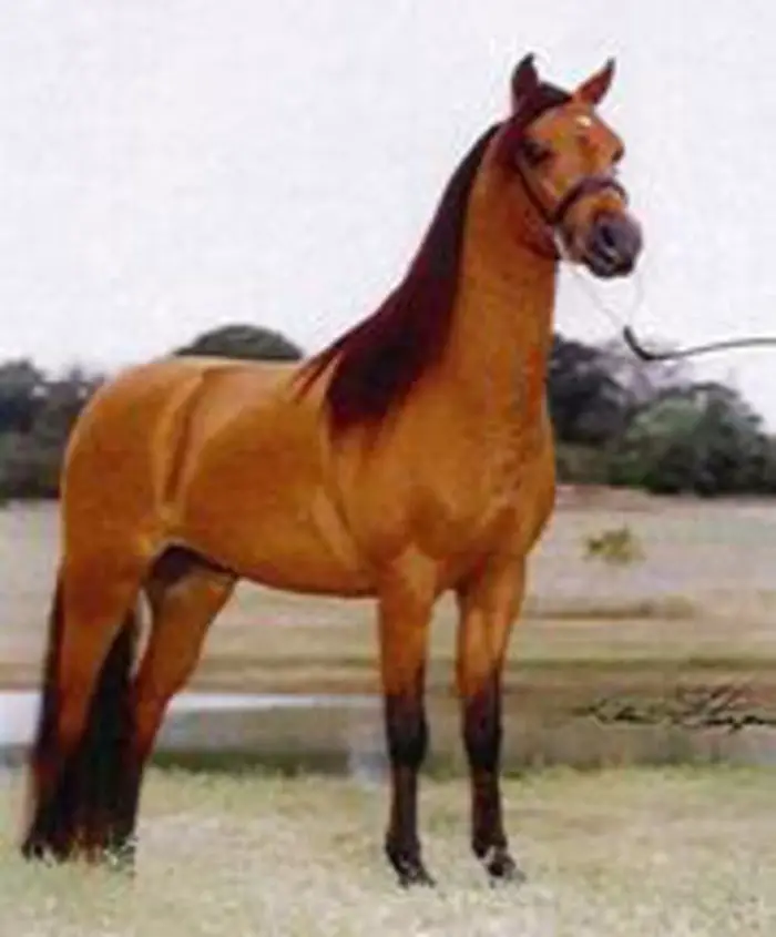 Horse Breeds- Caspian