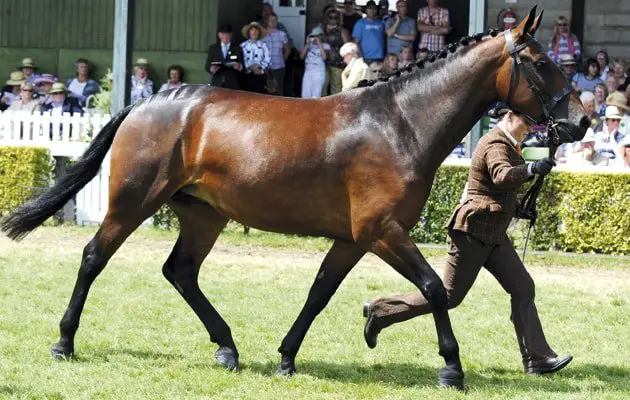 Horse Breeds- Cleveland Bay