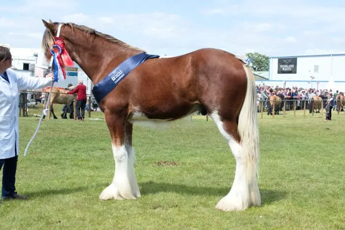 Horse Breeds- Clydesdale 