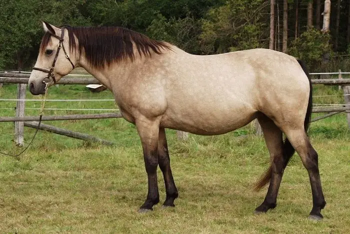Horse Breeds- Connemara Pony
