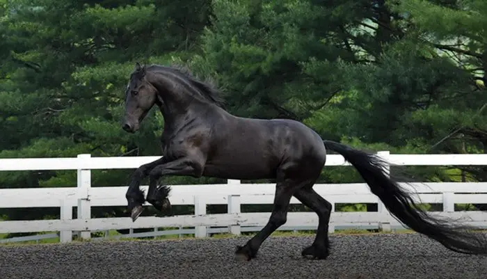 Horse Breeds- Friesian