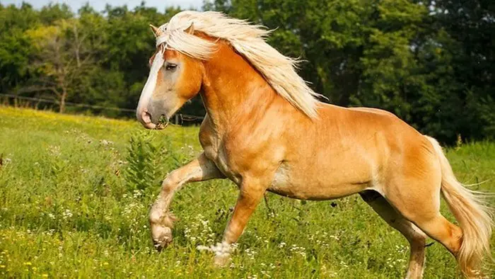 Horse Breeds- Haflinger