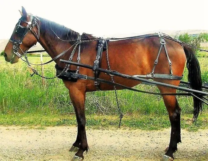 Horse Breeds- Harness Horse