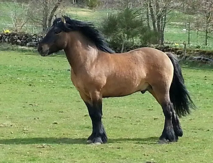 Horse Breeds- Highland Pony