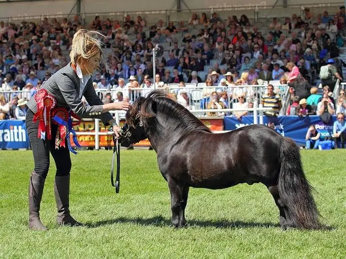 Horse Breeds- Shetland