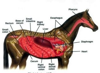 Horse Digestive System-Broad View