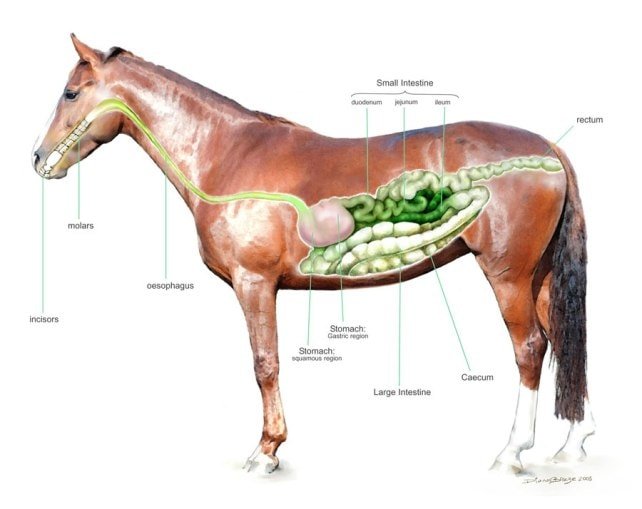 Horse Digestive System -Outside view