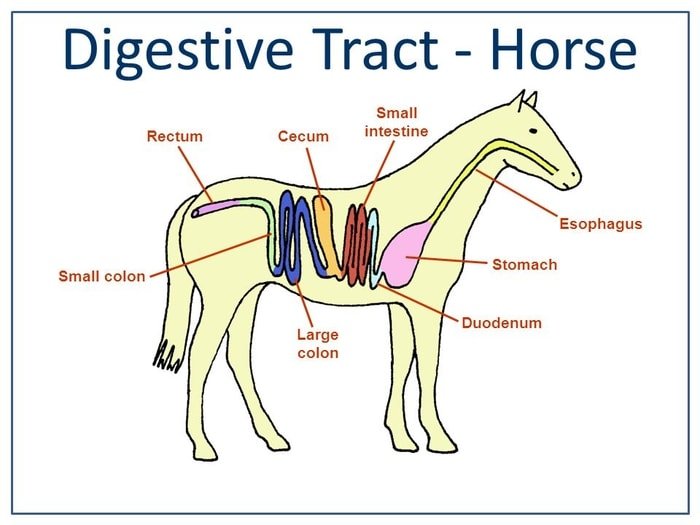 Horse Digestive System-Sketch