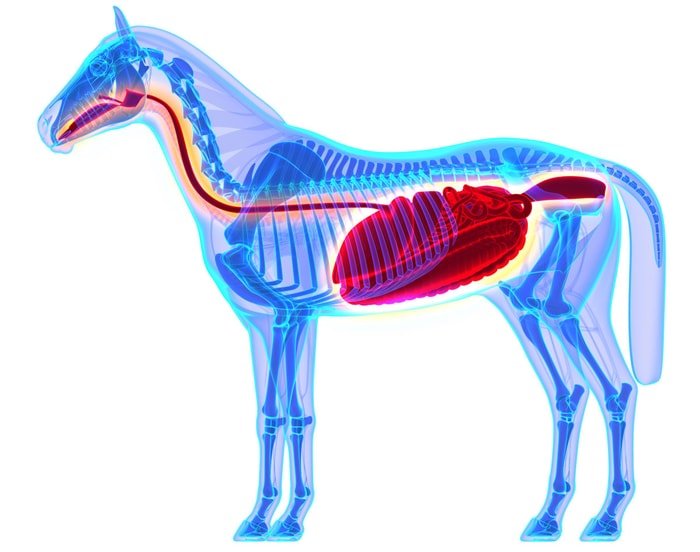 Horse Digestive System-X-ray view