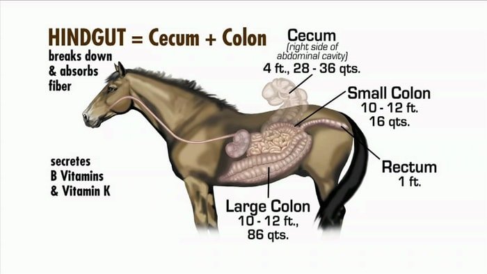 Gastrointestinal Tract In Horse