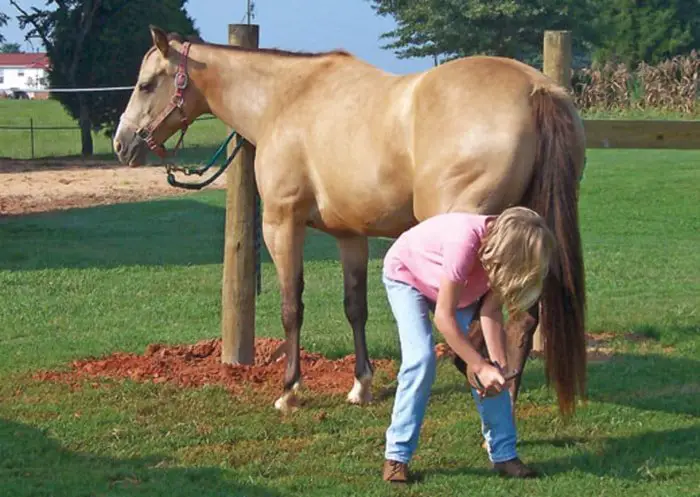 Horse Hoof Care