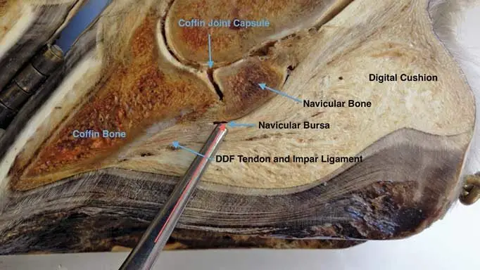 Horse Hoof Cross section View
