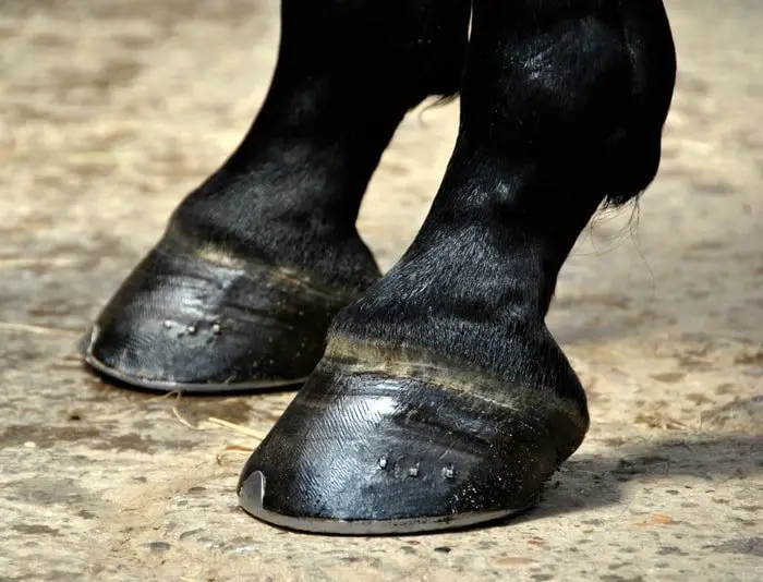 Horse Hoof-Good Formation