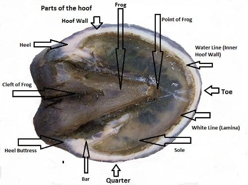 Horse Hoof Lateral View