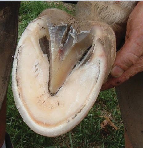 Horse Hoof- Sole