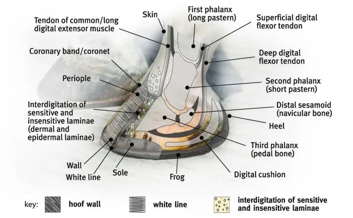 Horse Hoof Structure Detail