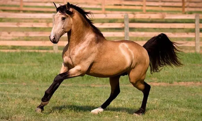 Horse breeds- Buckskin