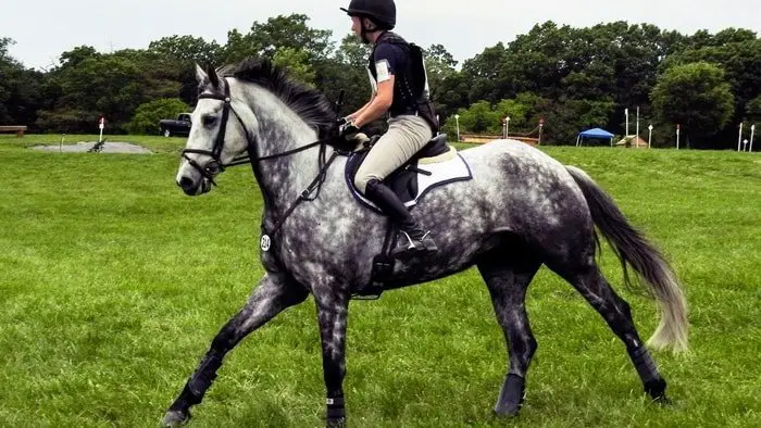 Irish Draught and Irish Sports Horse