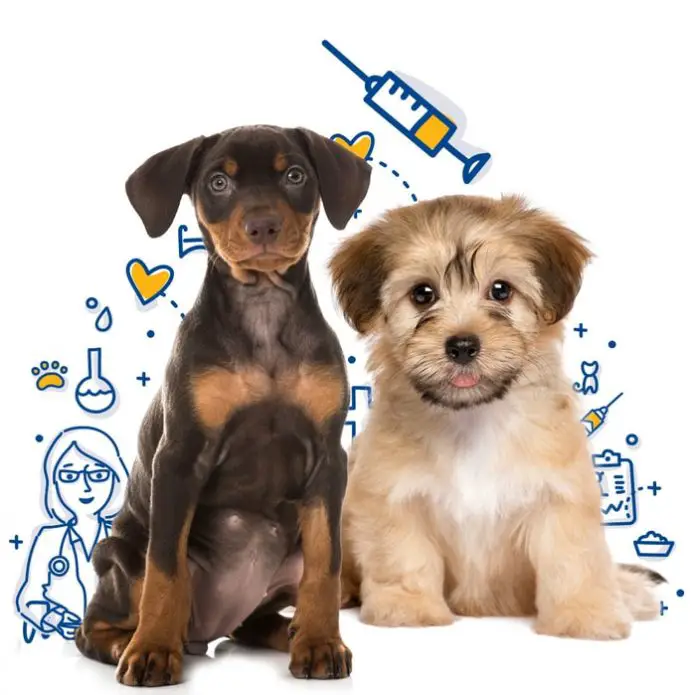 Nice Puppy