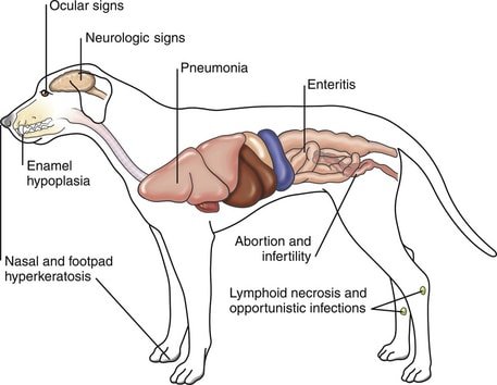 Organ Affected in Canine Distemper