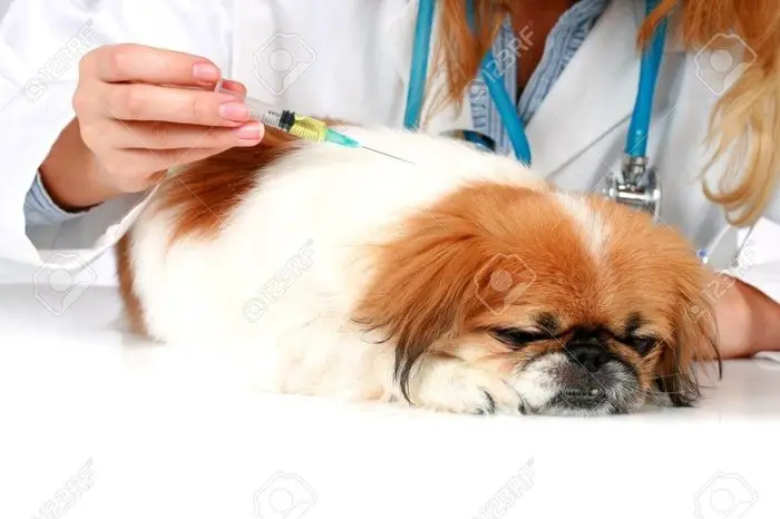 Vaccination of Dog- Dog Care
