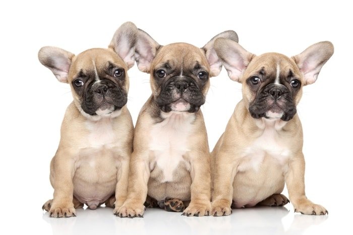 Your Dogs