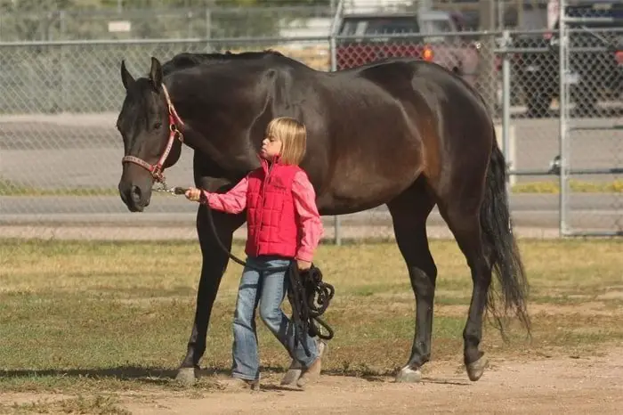 A Good Horse