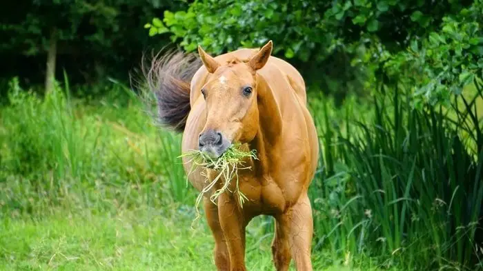 A Healthy Horse Taking Grass