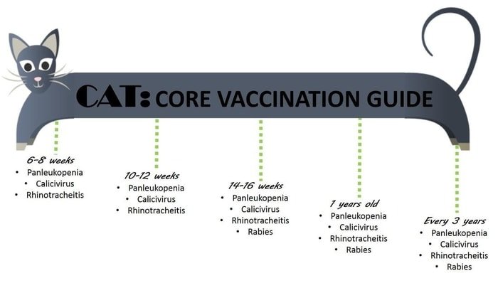 Cat Vaccination Schedule Chart