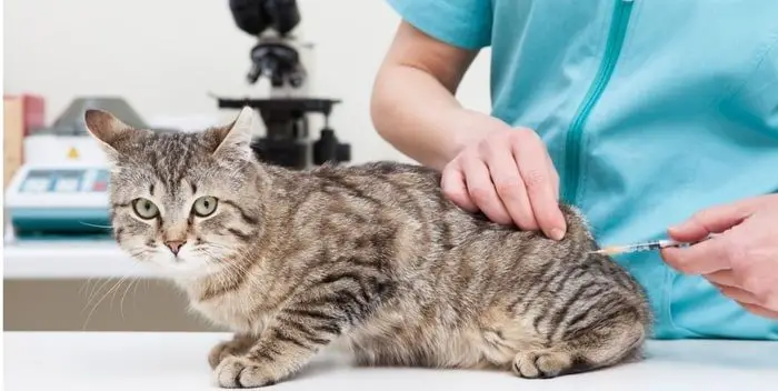 Cat Vaccination Site