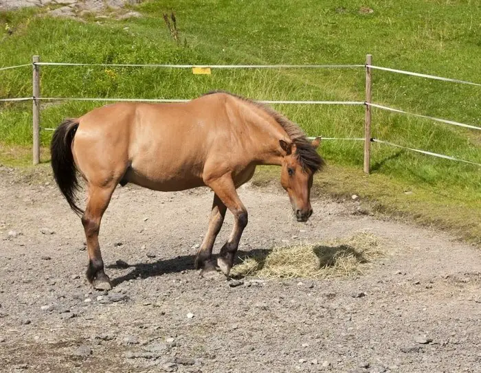 Chronic Colic in Horses