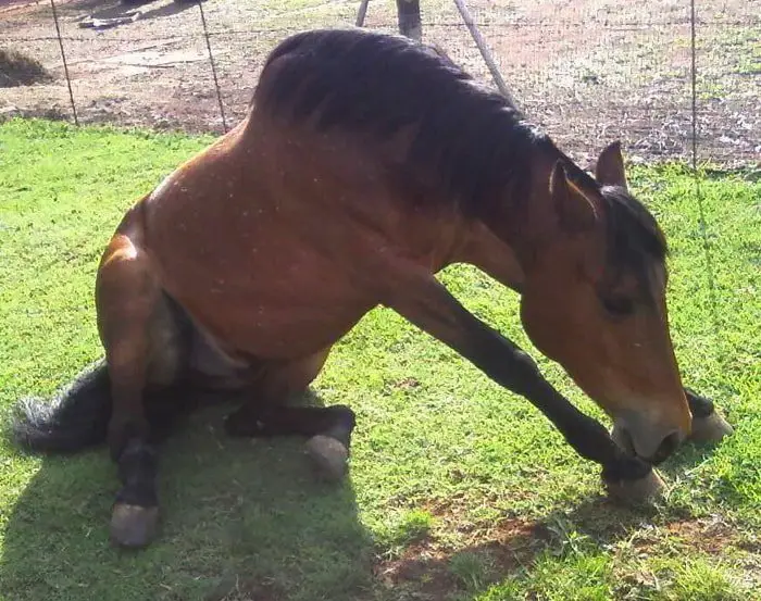 Colic In Horses- Dog Sitting Position