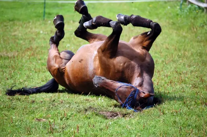 Colic Symptoms- Rolling on Ground