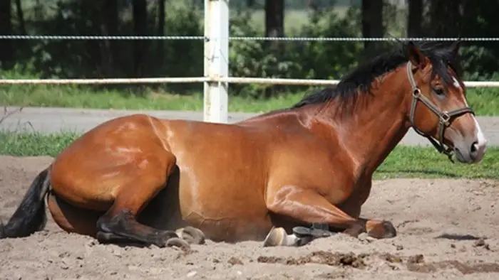 Colic in Horses