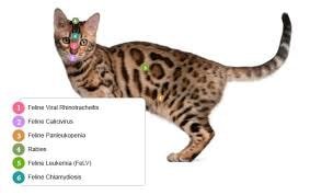Common Cat Diseases