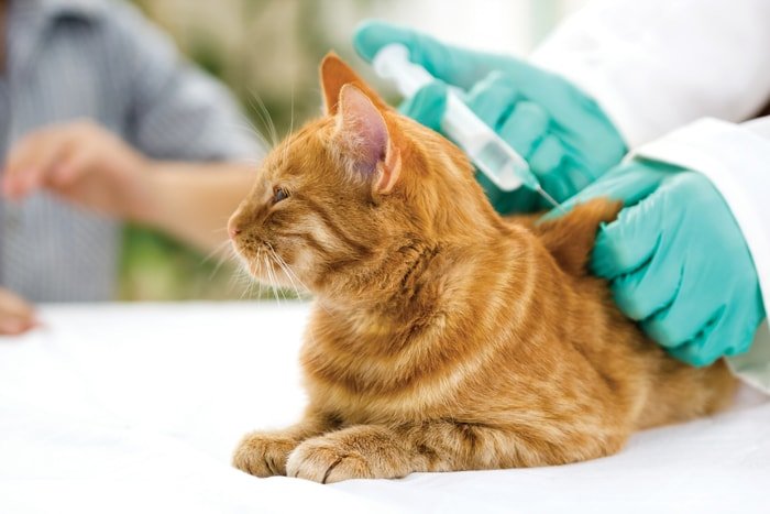 Control of Cat During Vaccination