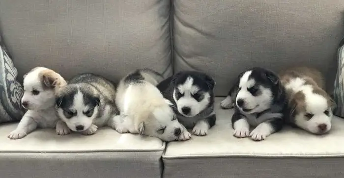 Cute Puppies