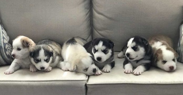 Cute Puppies