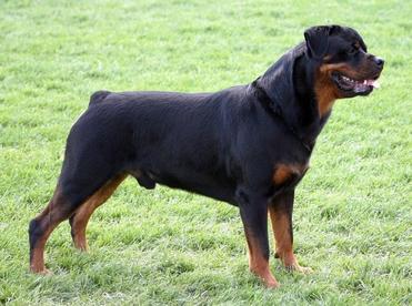 Non Cut Rottweiler Why Do Rottweilers Get Their Tails Docked