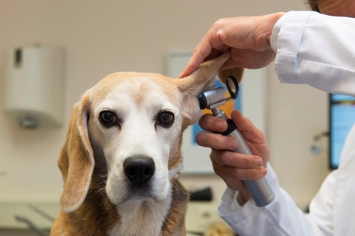 Examination of Dog- Ears