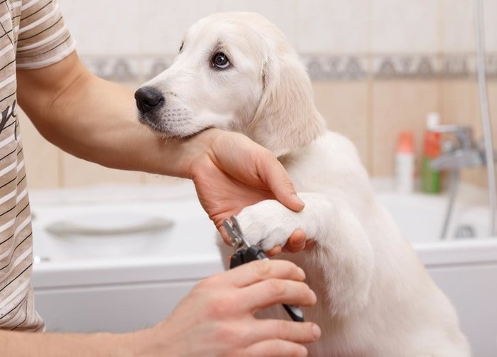 Examination of Dog- Nails