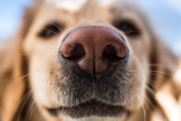 Examination of Dog- Nose