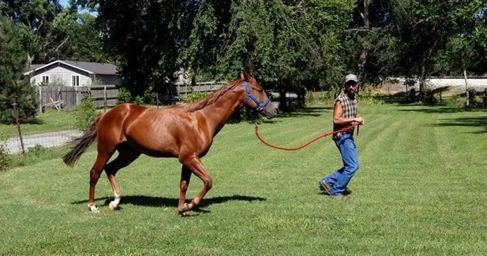 Examination of Lame Horse