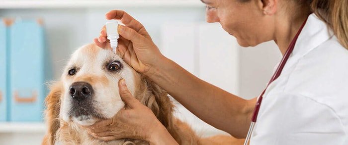 Puppy Care-Eye Care