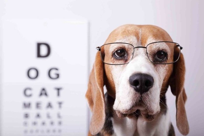 Healthy Pets Eye