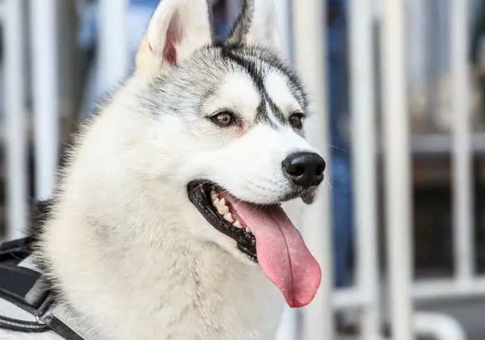 Healthy Pets Mouth