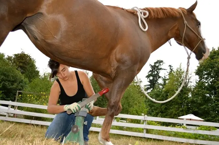 Hoof Trimming- Holding the Hoof