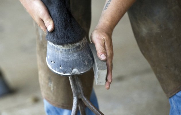Hoof Trimming- Position